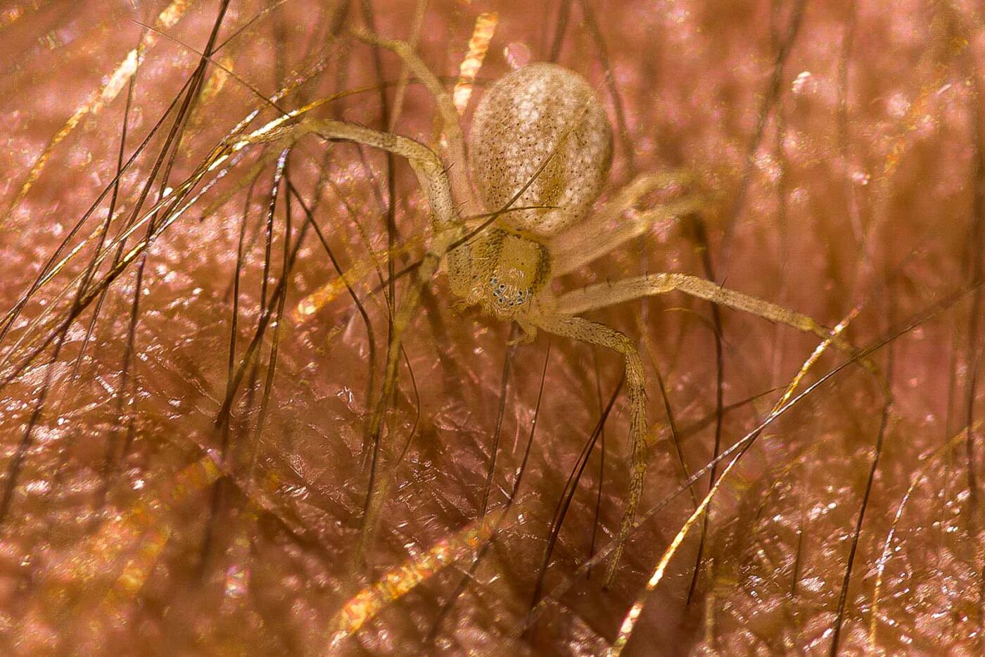 2018-06-28 - NSG Bergehalde Unser-Fritz