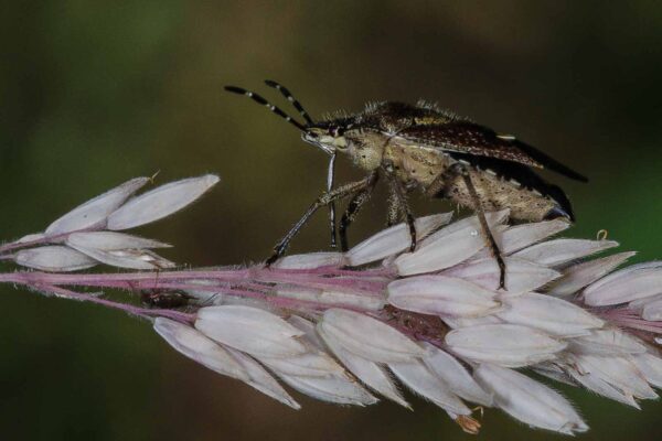 2018-06-28 - NSG Bergehalde Unser-Fritz