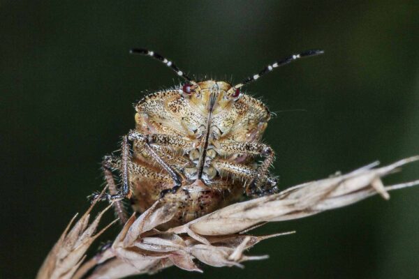 2018-06-28 - NSG Bergehalde Unser-Fritz