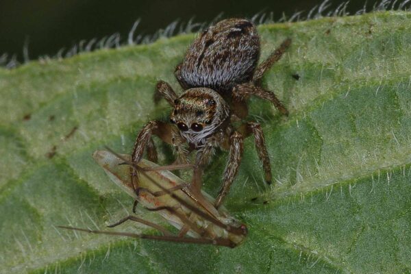 2018-06-28 - NSG Bergehalde Unser-Fritz