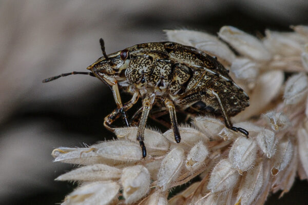 2018-06-28 - NSG Bergehalde Unser-Fritz