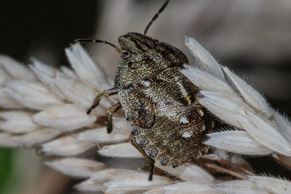2018-06-28 - NSG Bergehalde Unser-Fritz