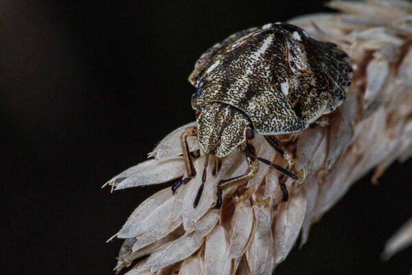 2018-06-28 - NSG Bergehalde Unser-Fritz