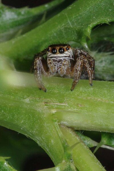 2018-06-28 - NSG Bergehalde Unser-Fritz