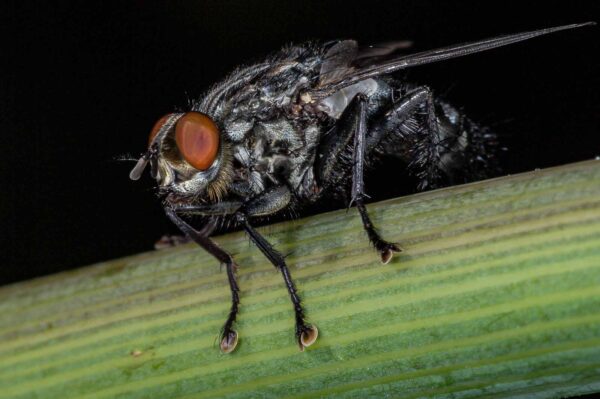 2018-06-28 - NSG Bergehalde Unser-Fritz