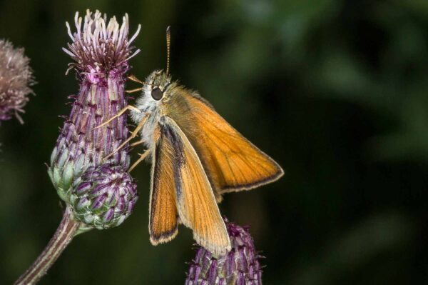 2018-06-28 - NSG Bergehalde Unser-Fritz