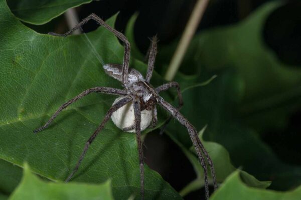 2018-06-28 - NSG Bergehalde Unser-Fritz