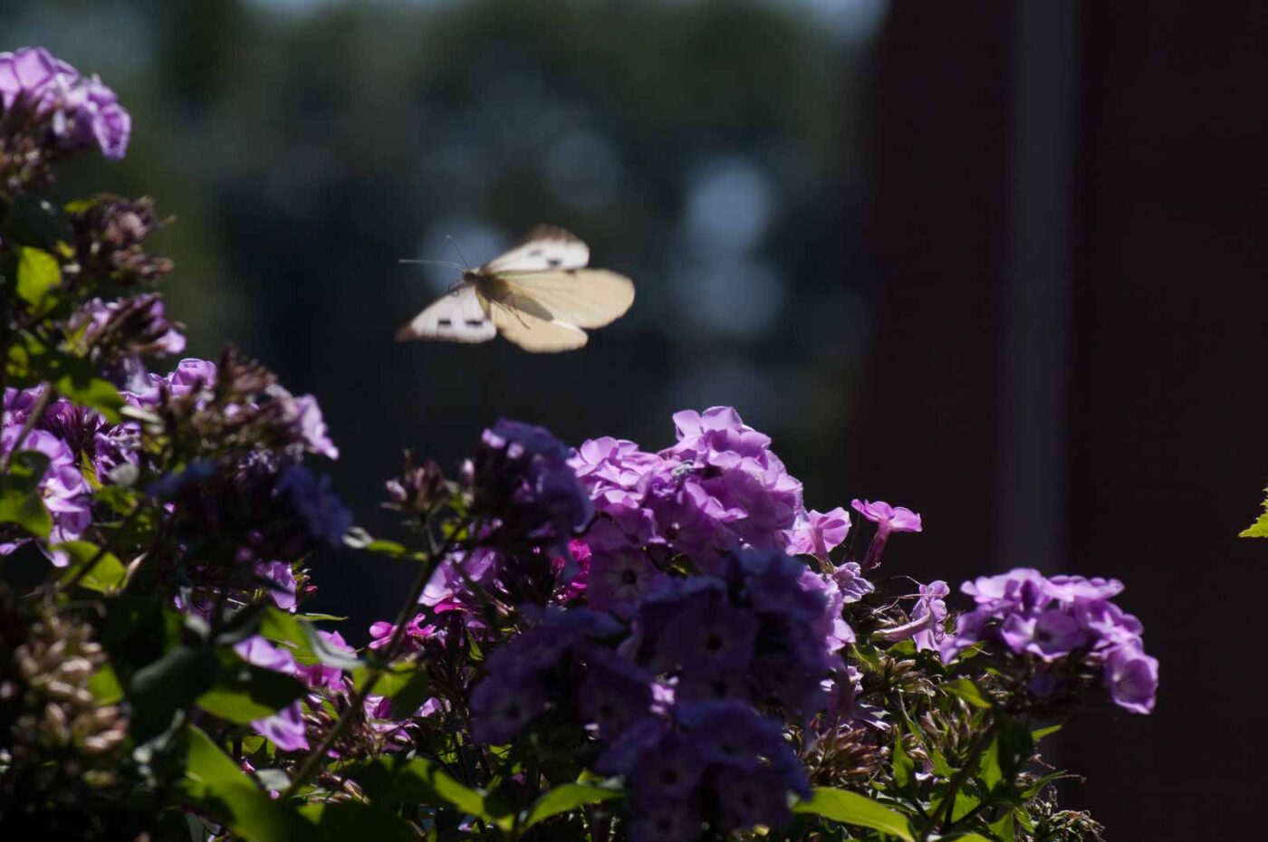 2018-06-29 - RE-Sidenzia auf'm BallKong
