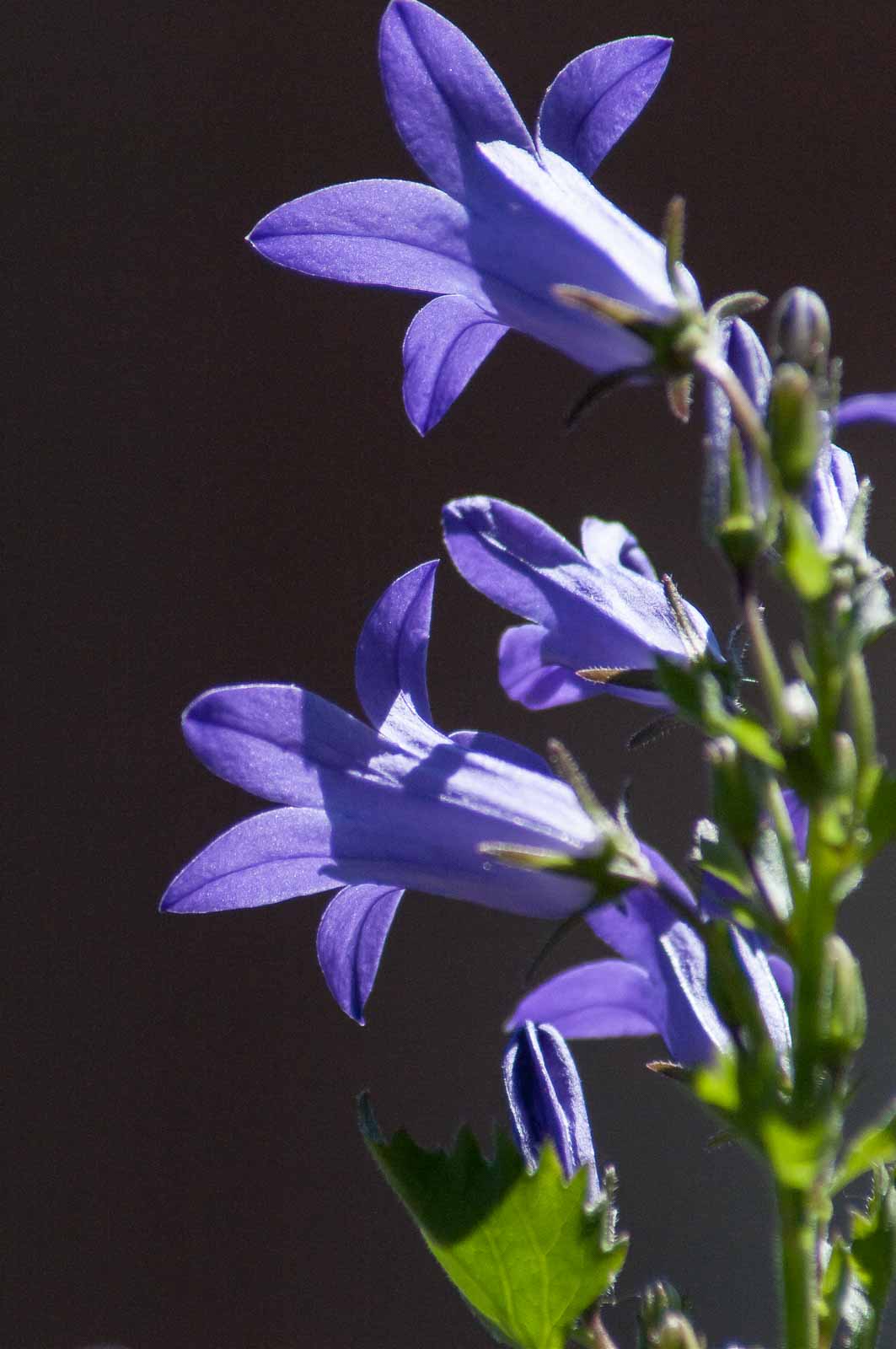 °glockenblume°