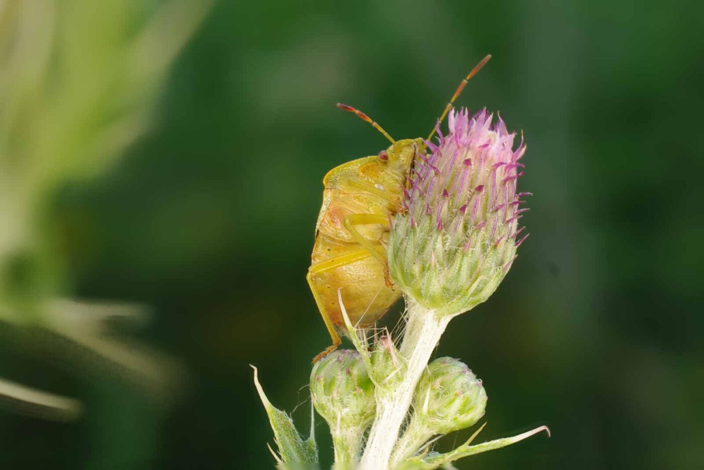 2017-06-26 - NSG Brandheide Recklinghausen
