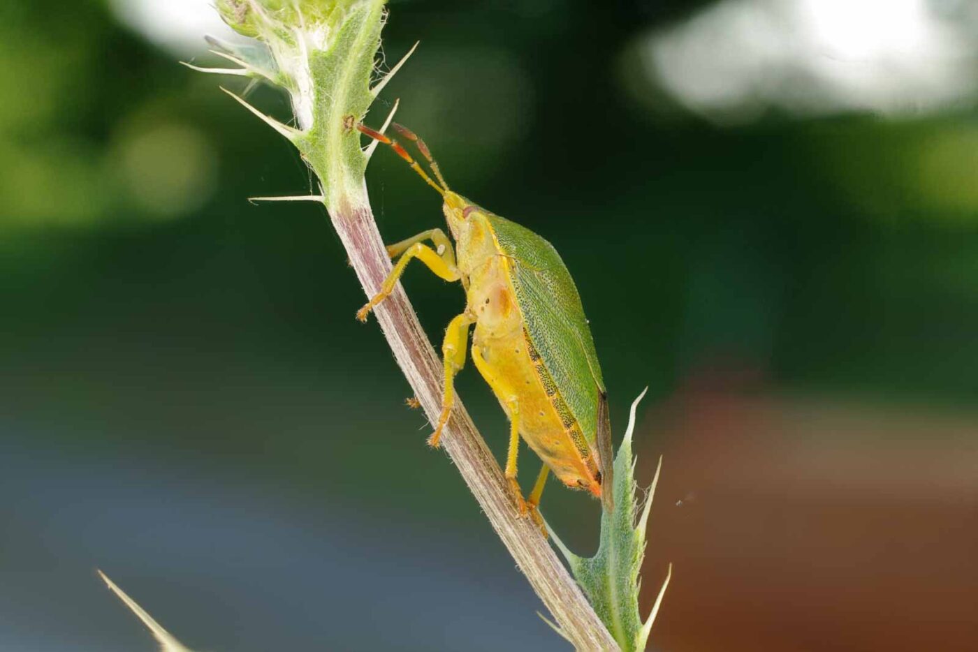 2017-06-26 - NSG Brandheide Recklinghausen