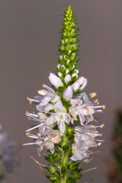 2018-08-10 - RE-Sidenzia auf'm BallKong