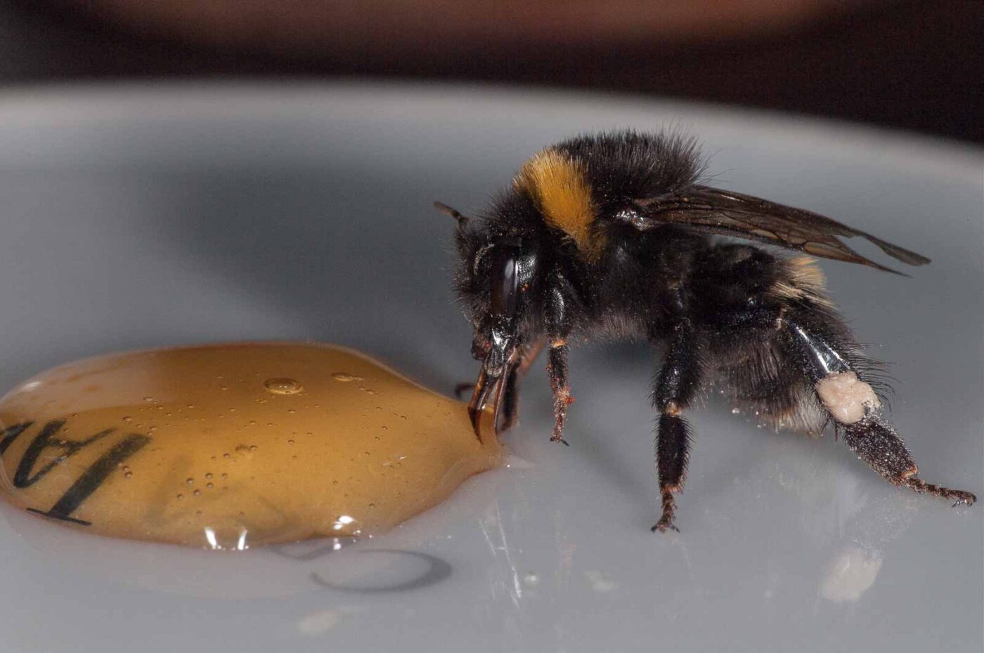 2018-08-10 - RE-Sidenzia auf'm BallKong