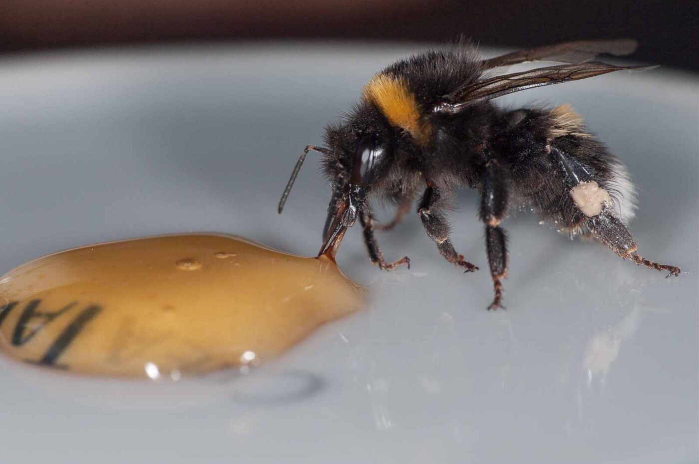 2018-08-10 - RE-Sidenzia auf'm BallKong