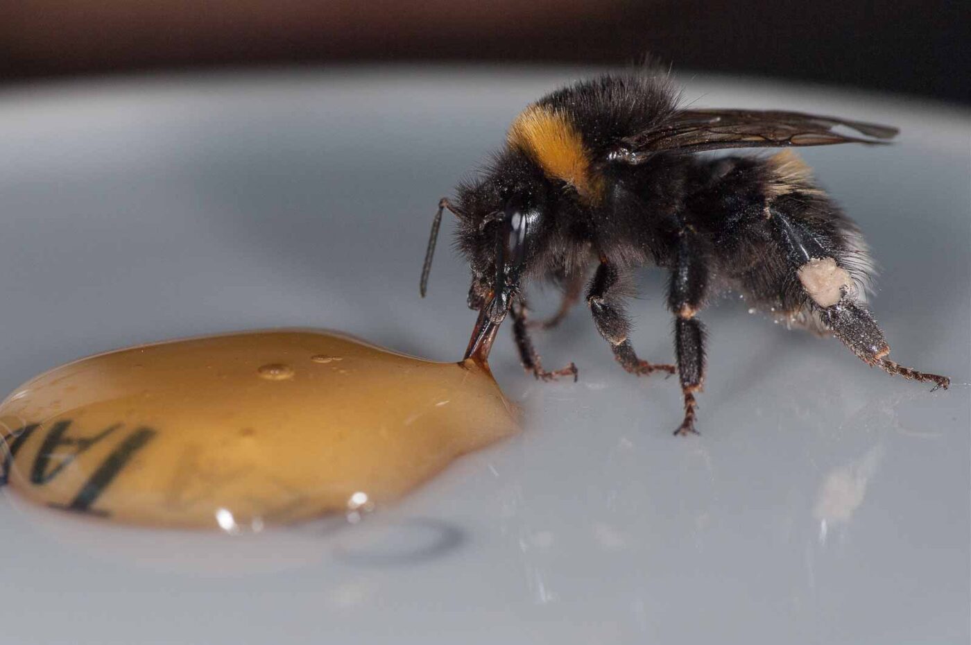 2018-08-10 - RE-Sidenzia auf'm BallKong