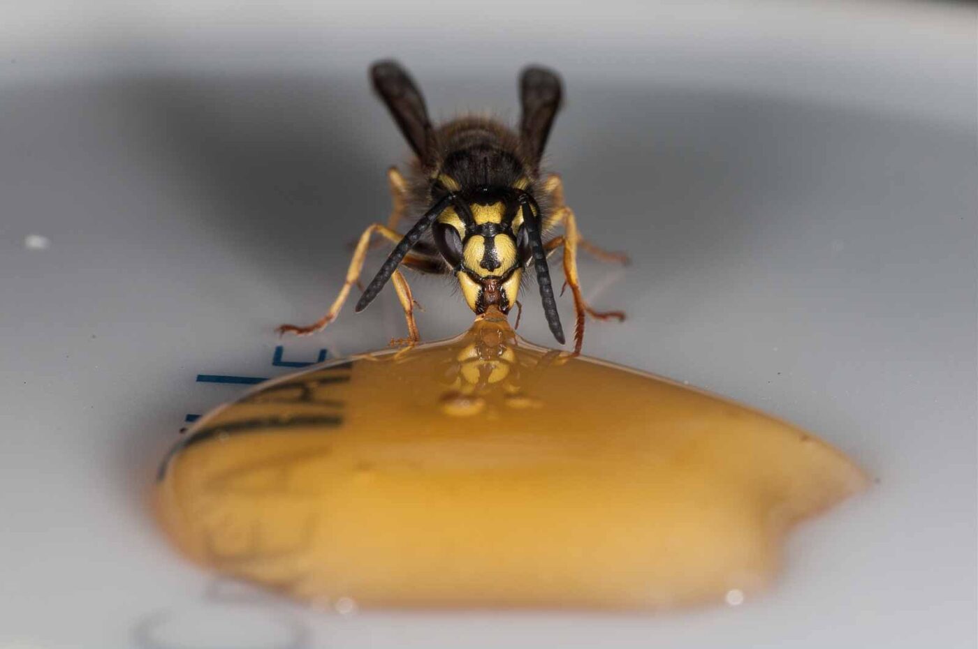 2018-08-10 - RE-Sidenzia auf'm BallKong