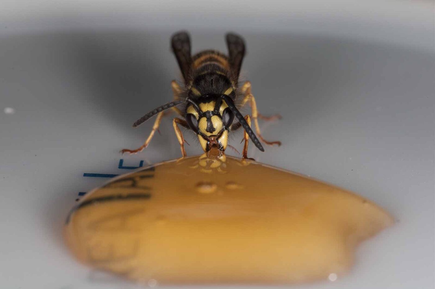 2018-08-10 - RE-Sidenzia auf'm BallKong