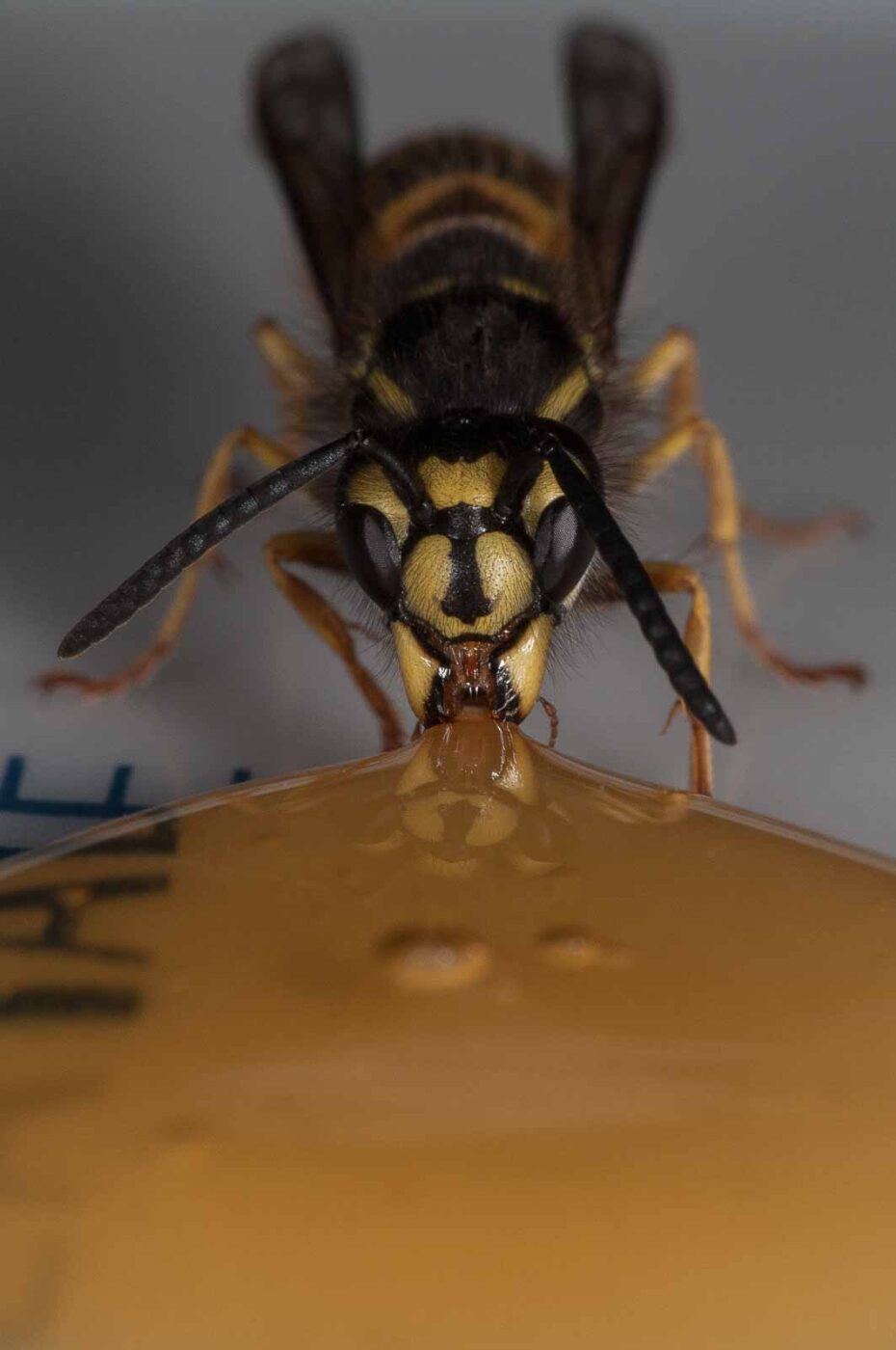 2018-08-10 - RE-Sidenzia auf'm BallKong