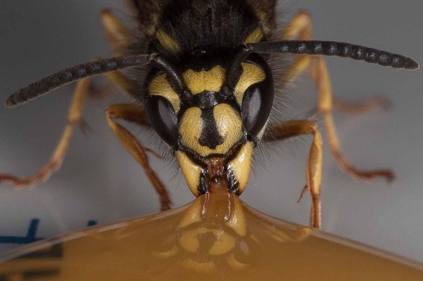 2018-08-10 - RE-Sidenzia auf'm BallKong