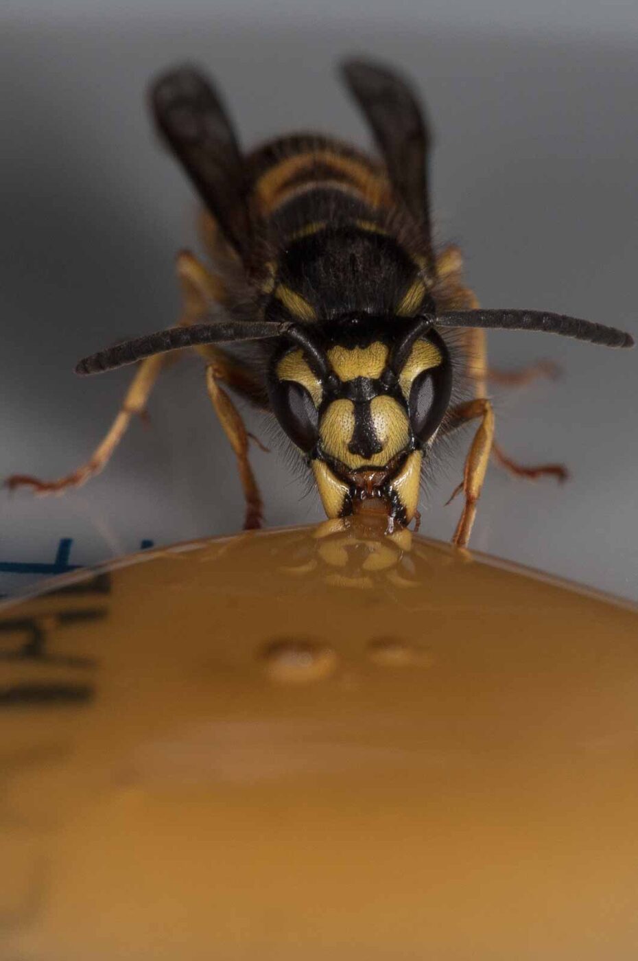 2018-08-10 - RE-Sidenzia auf'm BallKong