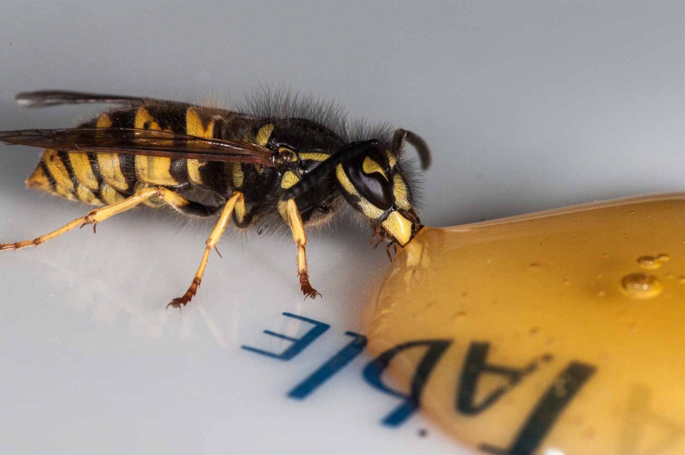 2018-08-10 - RE-Sidenzia auf'm BallKong