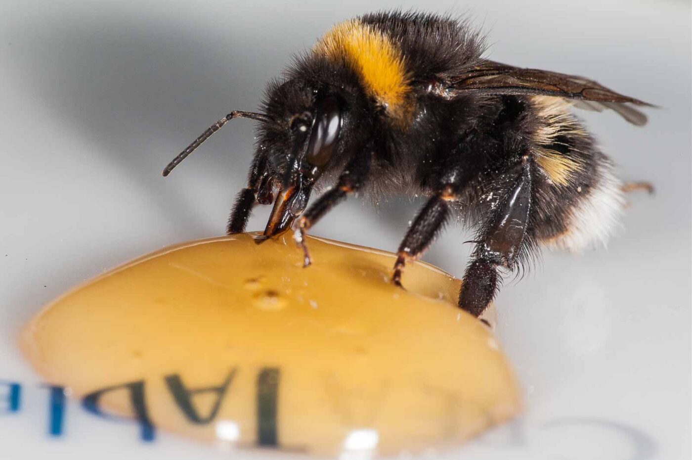 2018-08-10 - RE-Sidenzia auf'm BallKong