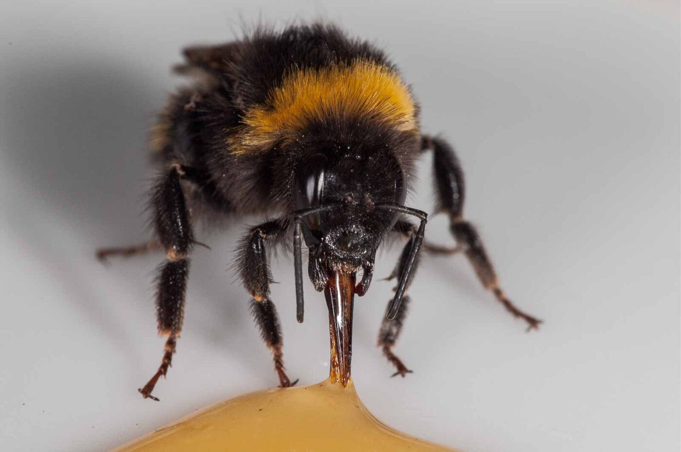 2018-08-10 - RE-Sidenzia auf'm BallKong