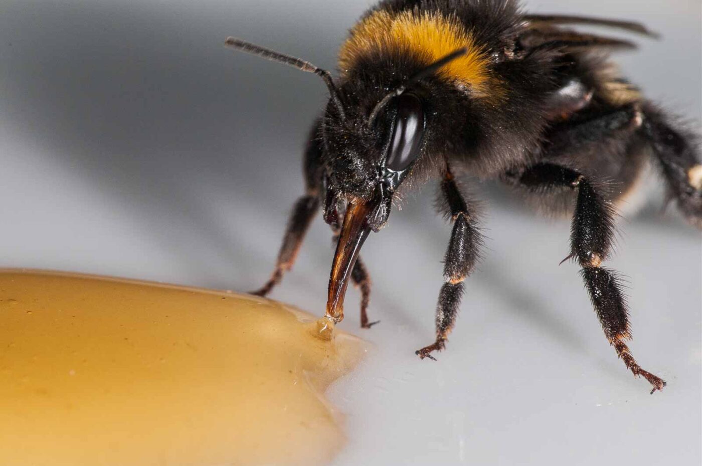 2018-08-10 - RE-Sidenzia auf'm BallKong