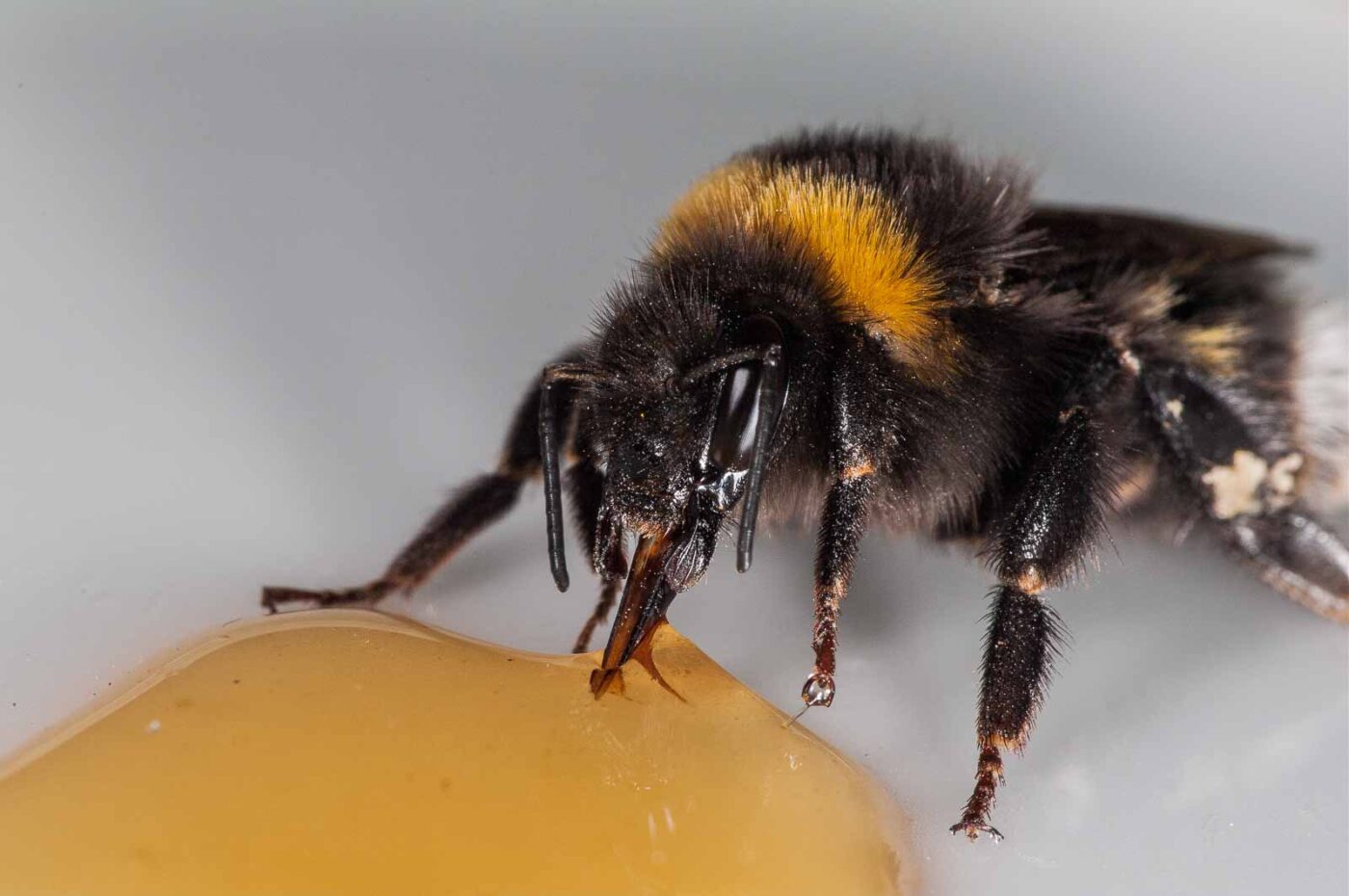 2018-08-10 - RE-Sidenzia auf'm BallKong