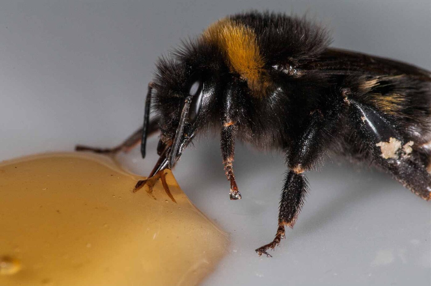 2018-08-10 - RE-Sidenzia auf'm BallKong