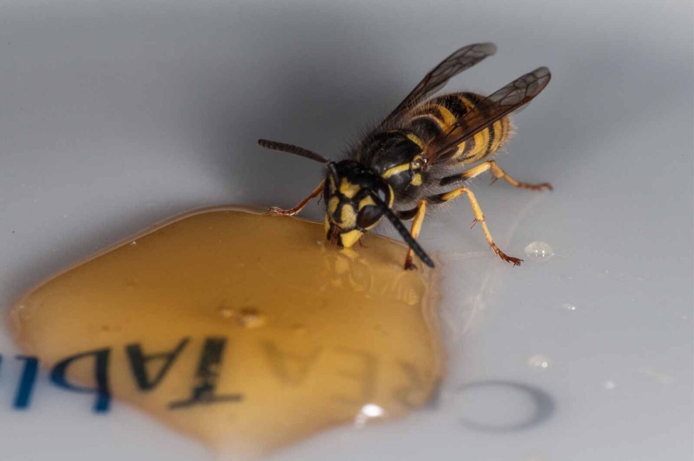 2018-08-10 - RE-Sidenzia auf'm BallKong