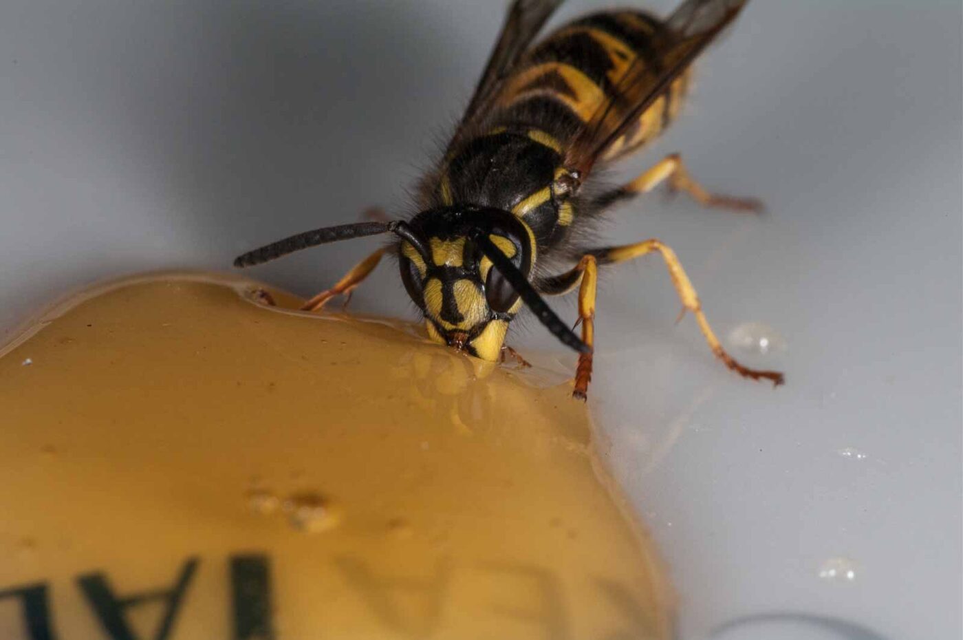 2018-08-10 - RE-Sidenzia auf'm BallKong