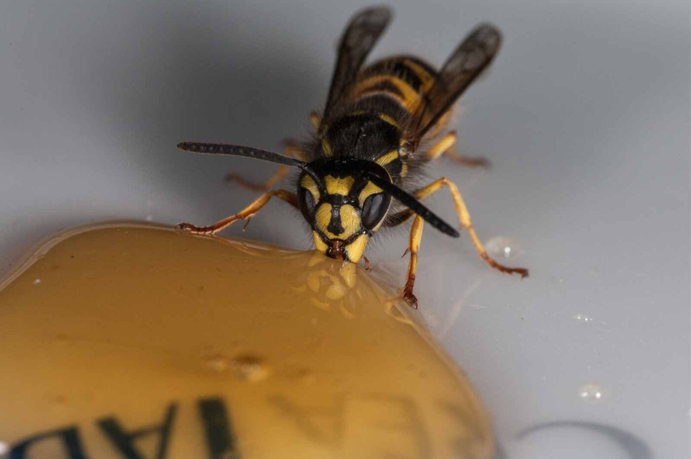 2018-08-10 - RE-Sidenzia auf'm BallKong