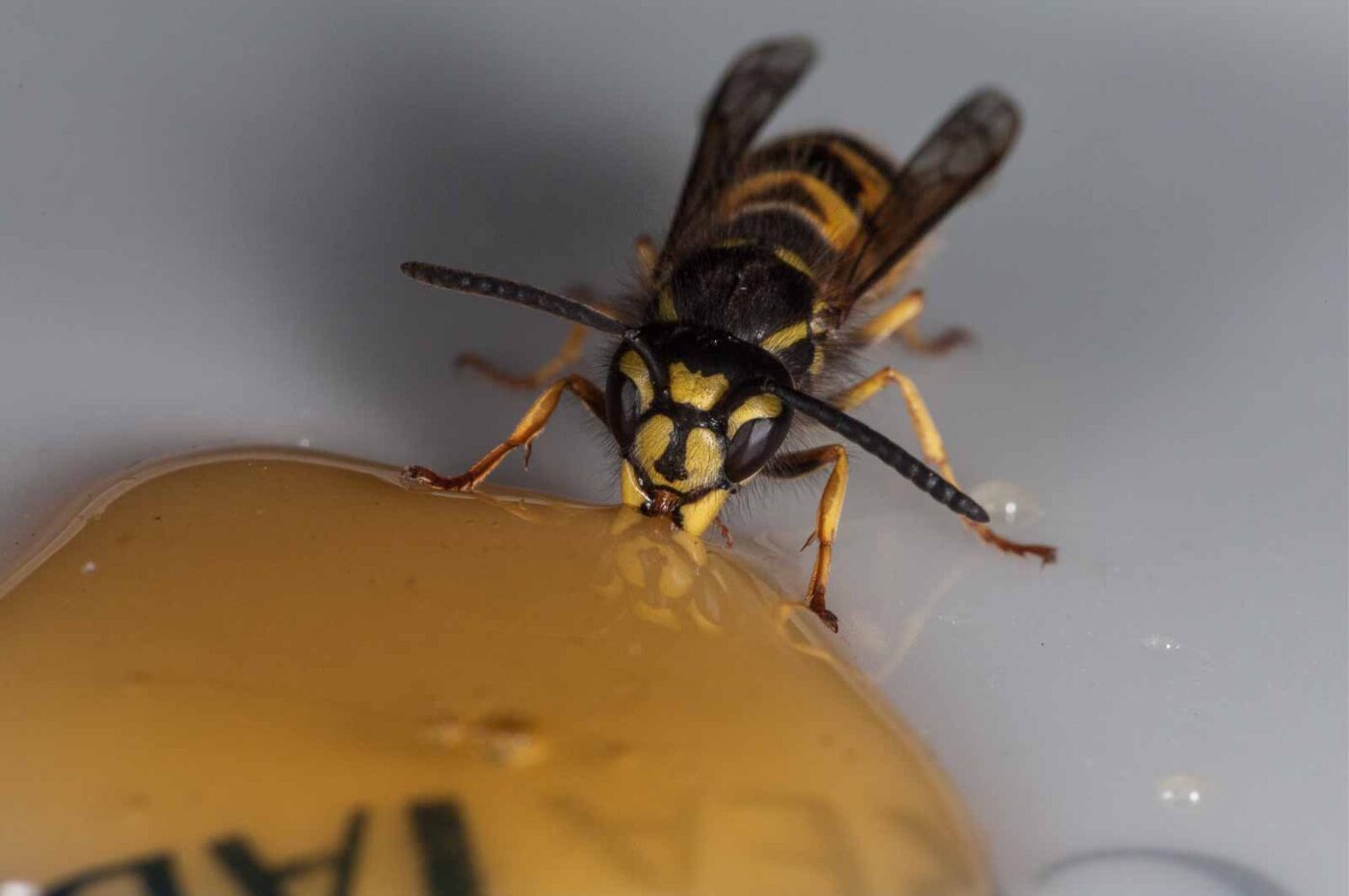 2018-08-10 - RE-Sidenzia auf'm BallKong