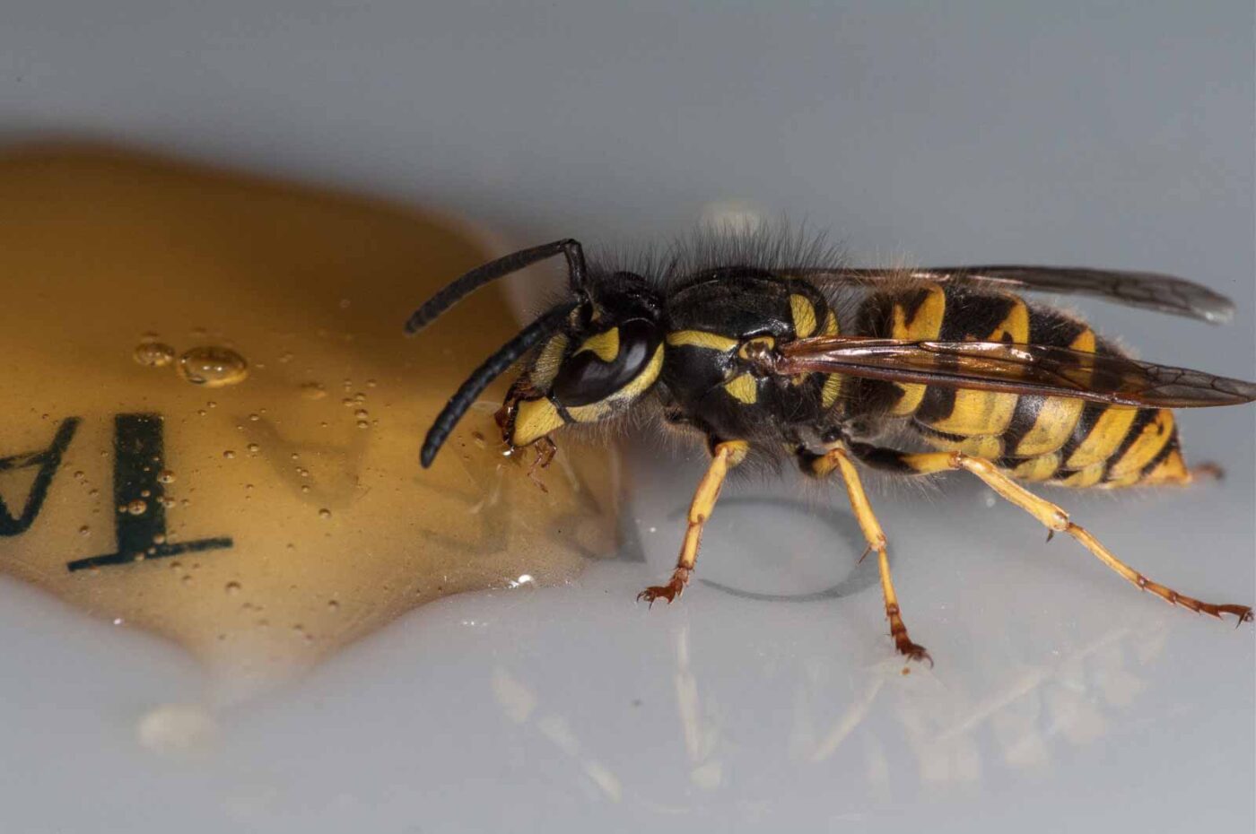 2018-08-10 - RE-Sidenzia auf'm BallKong