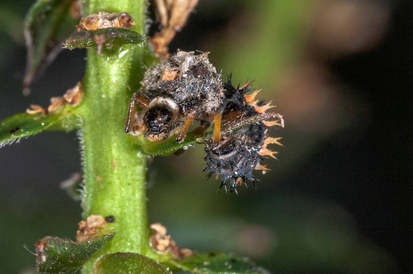 2018-08-12 - RE-Sidenzia auf'm BallKong