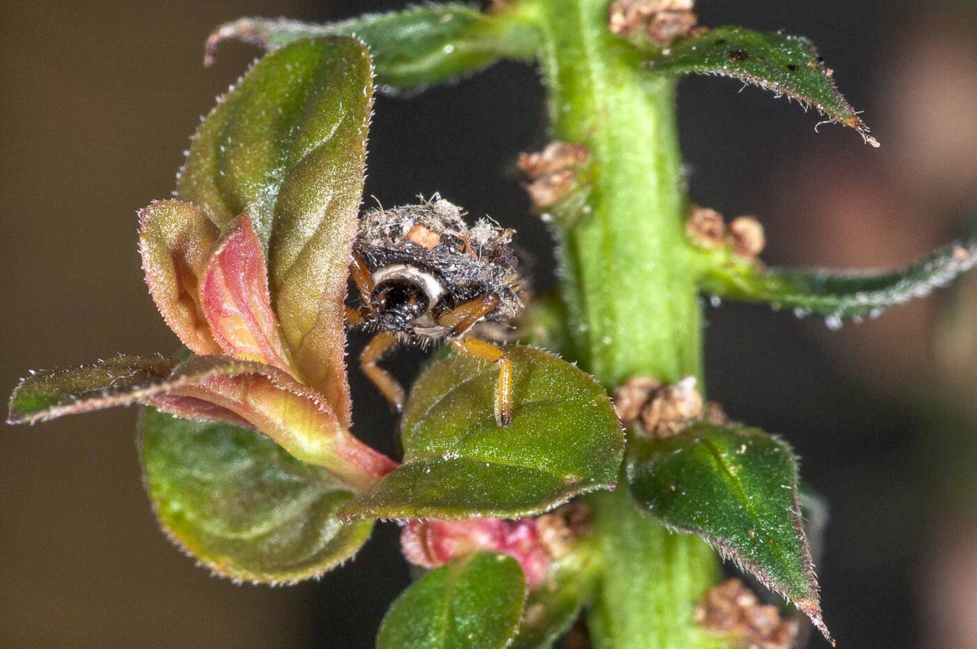 2018-08-12 - RE-Sidenzia auf'm BallKong