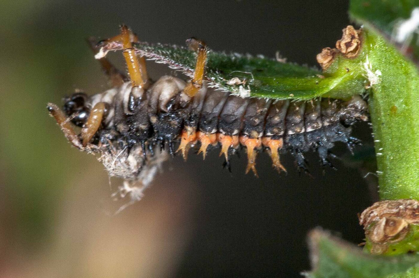 2018-08-12 - RE-Sidenzia auf'm BallKong