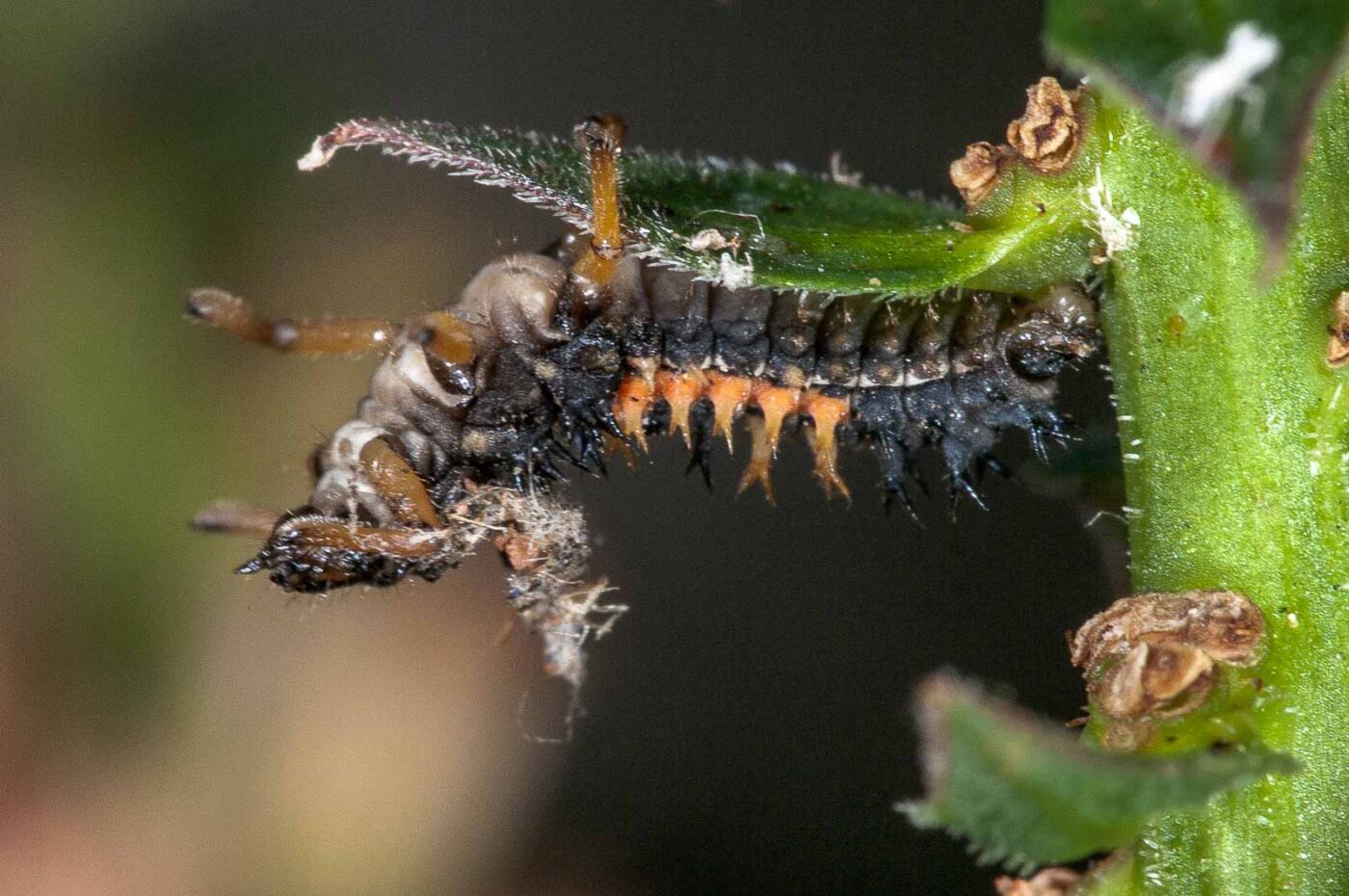 2018-08-12 - RE-Sidenzia auf'm BallKong