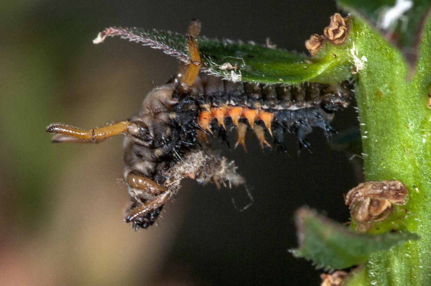 2018-08-12 - RE-Sidenzia auf'm BallKong