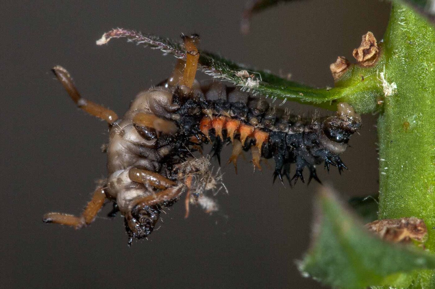 2018-08-12 - RE-Sidenzia auf'm BallKong