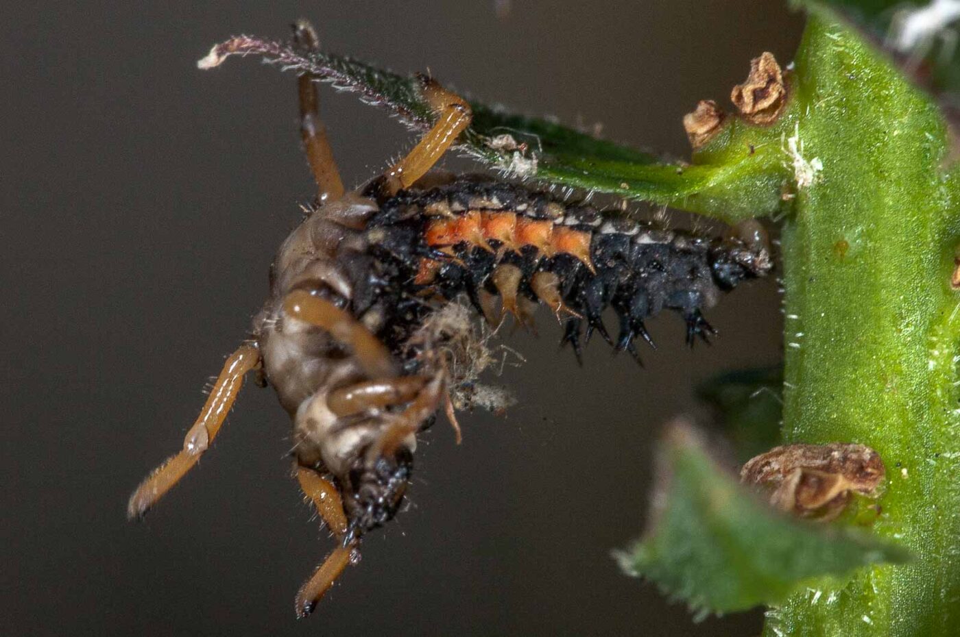 2018-08-12 - RE-Sidenzia auf'm BallKong