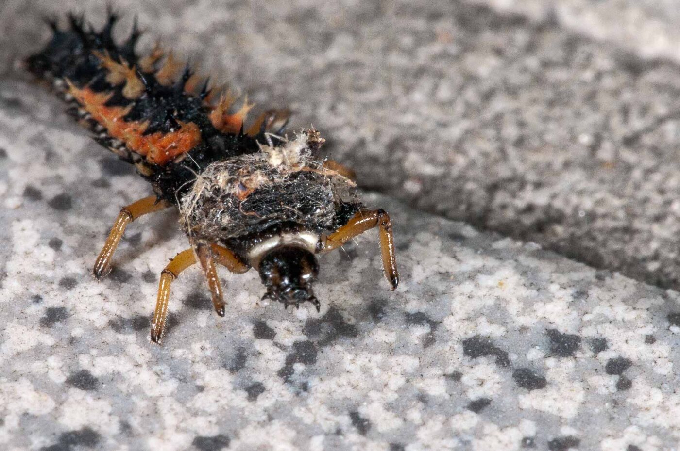 2018-08-12 - RE-Sidenzia auf'm BallKong