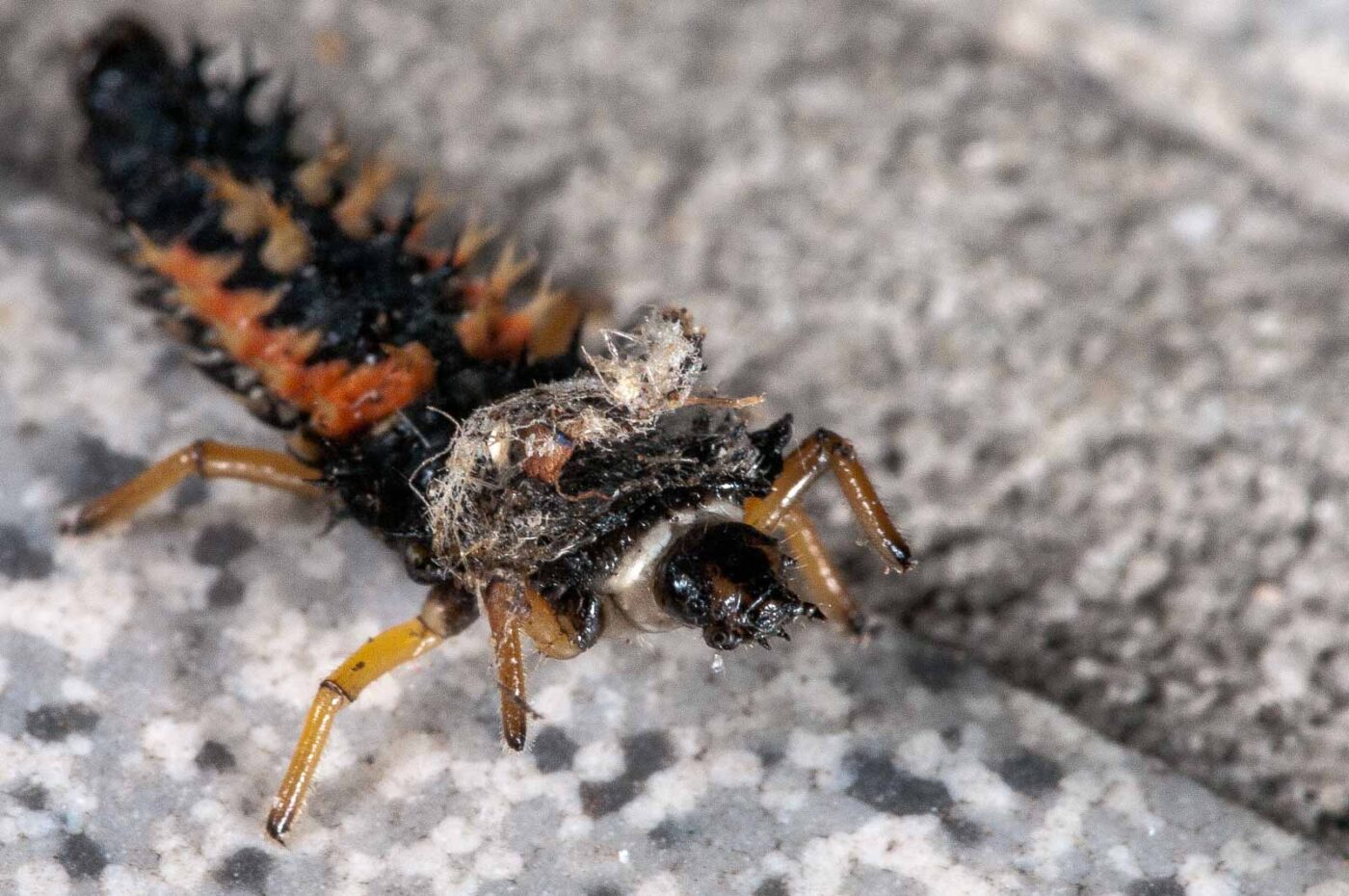 2018-08-12 - RE-Sidenzia auf'm BallKong