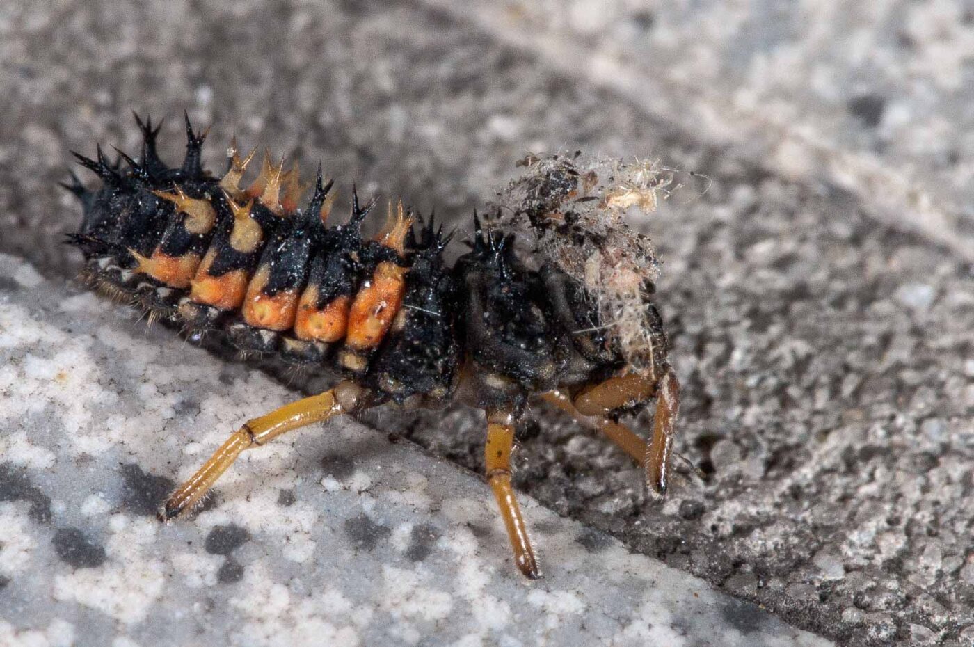 2018-08-12 - RE-Sidenzia auf'm BallKong