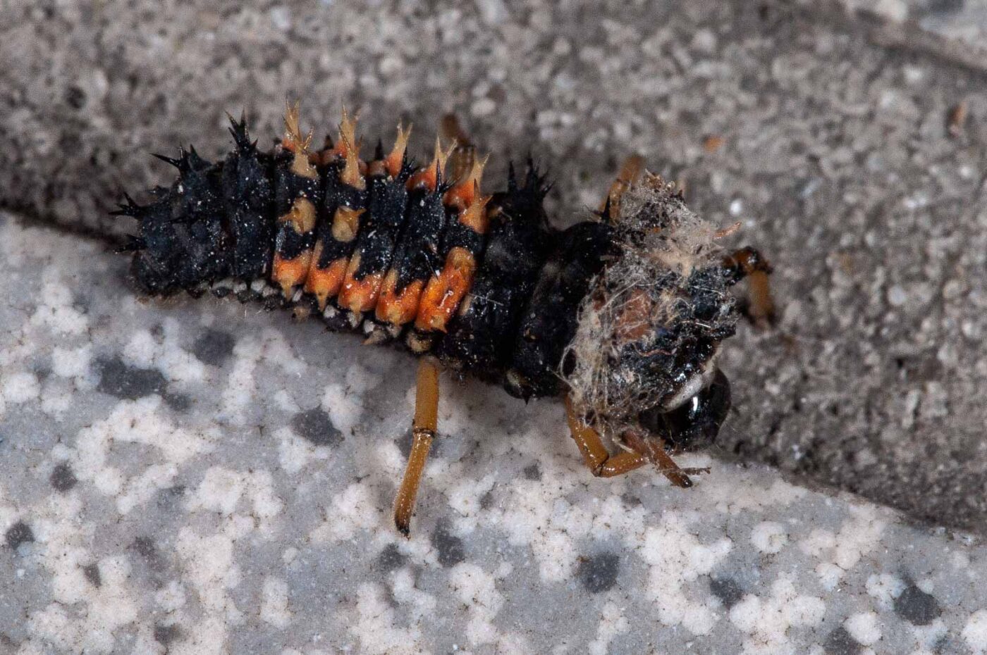 2018-08-12 - RE-Sidenzia auf'm BallKong