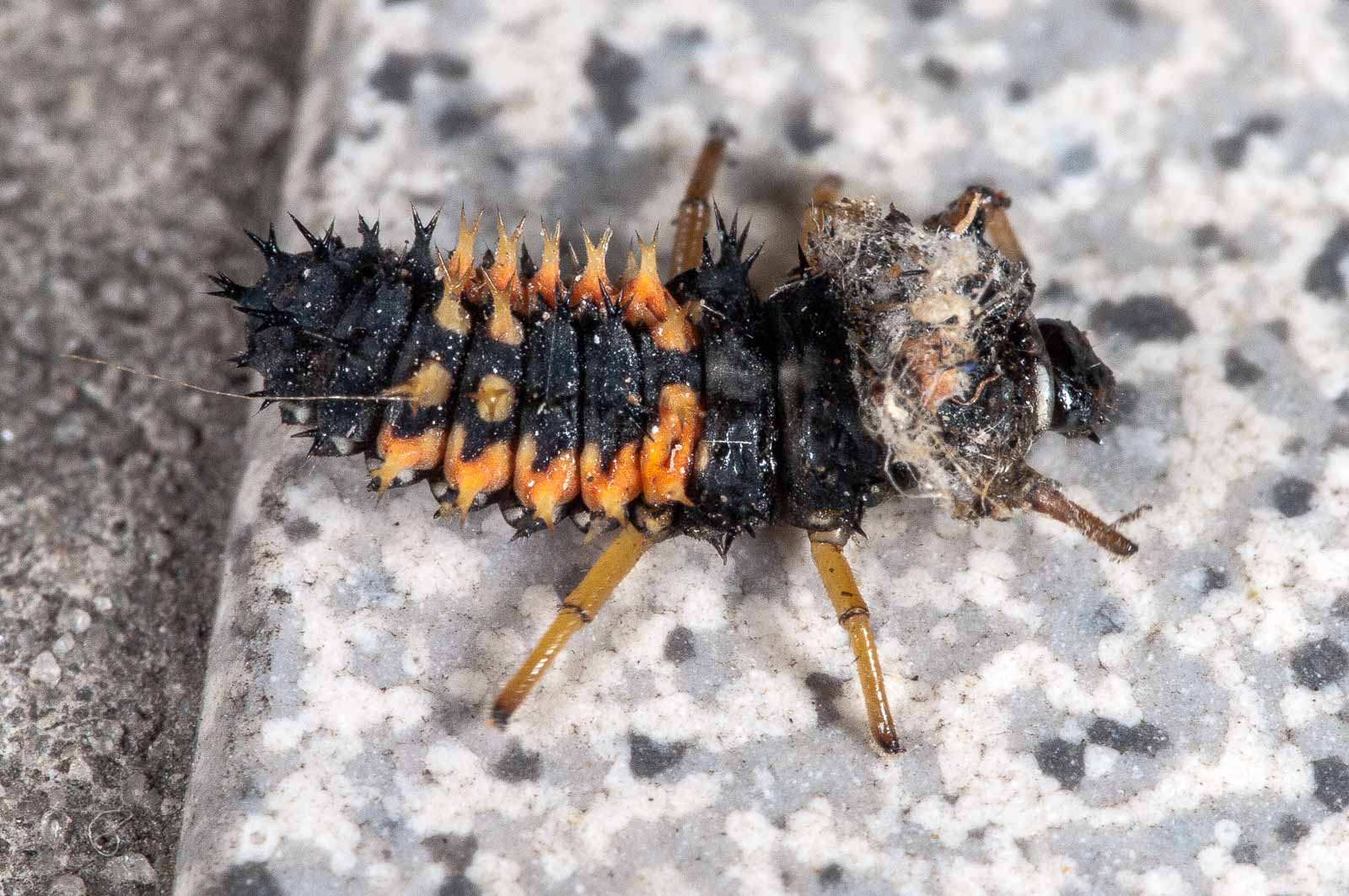 2018-08-12 – Residenzia – Balkon – Marienkäferlarve