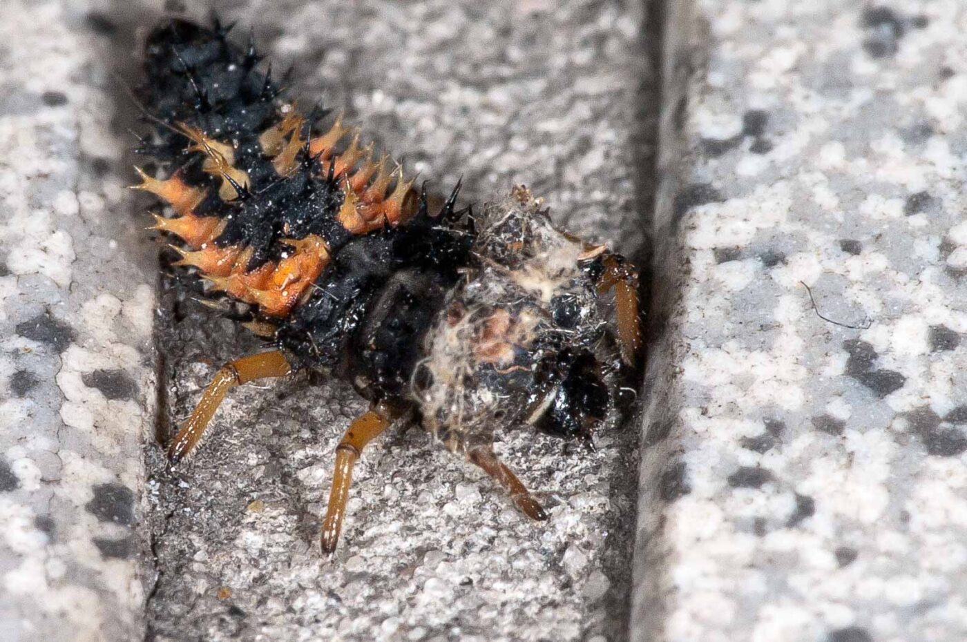 2018-08-12 - RE-Sidenzia auf'm BallKong