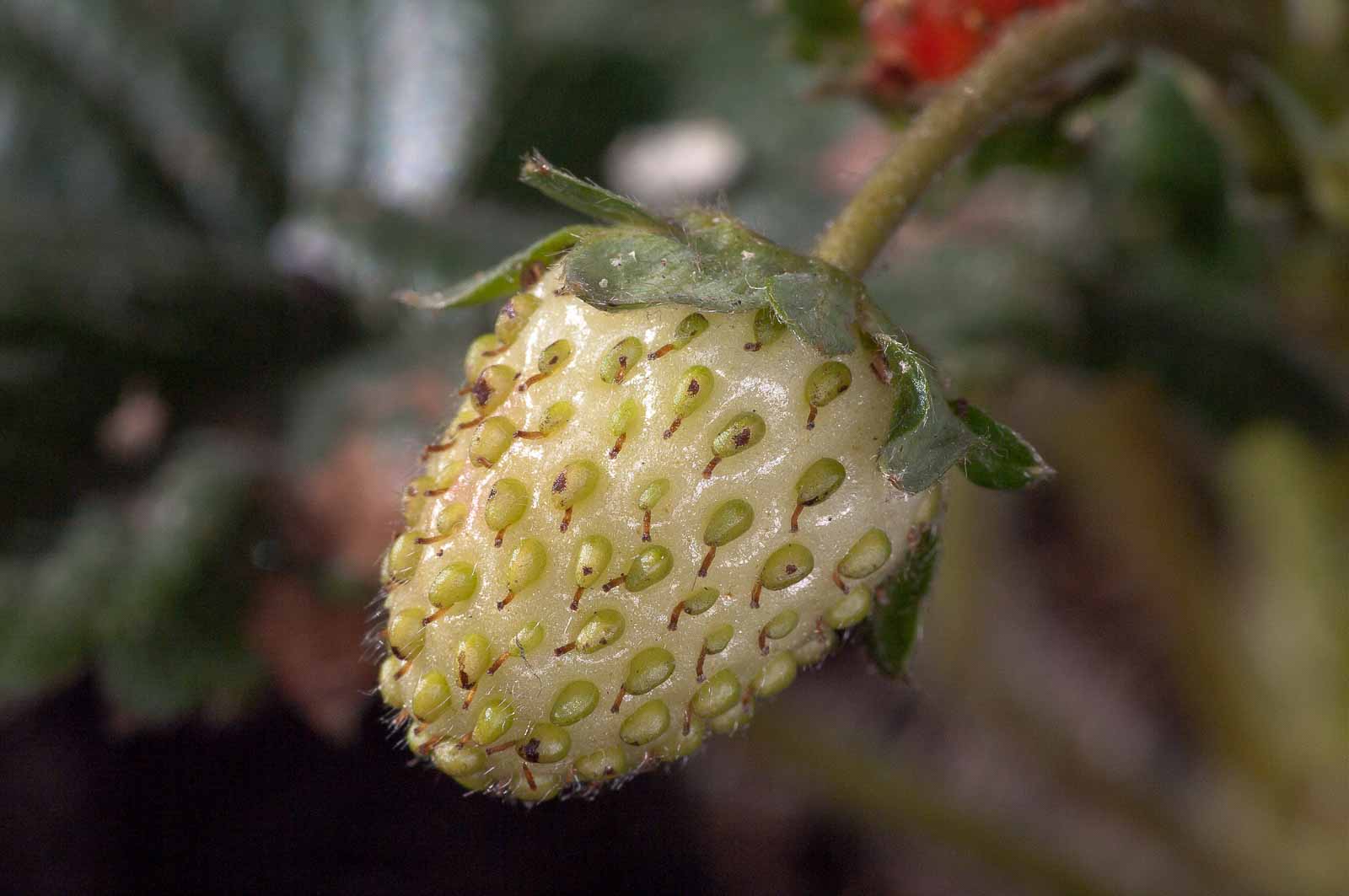 °gartenerdbeere°