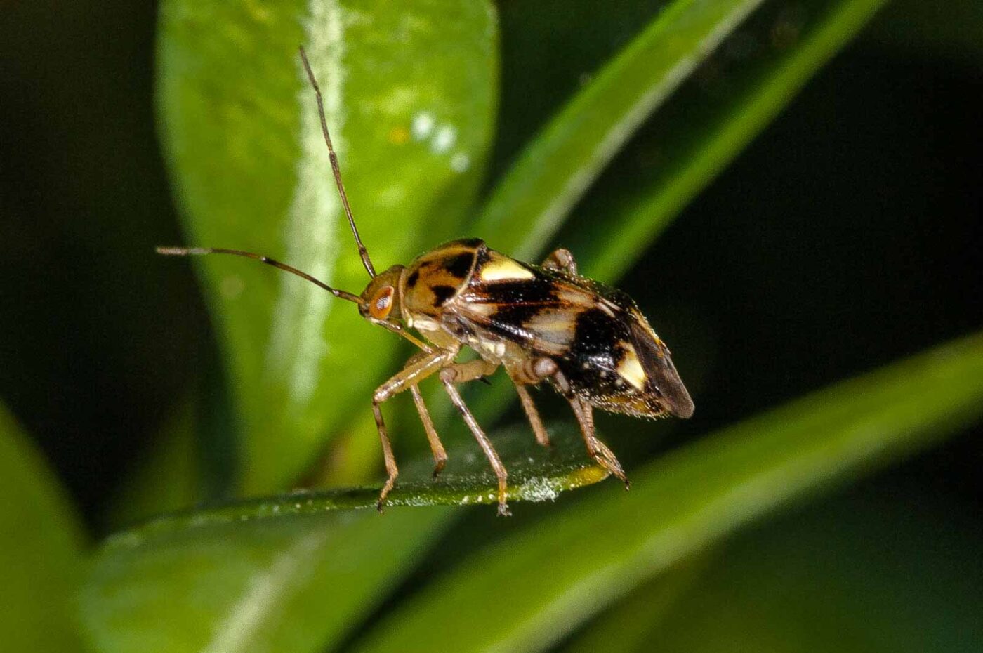 2018-08-17 - RE-Sidenzia auf'm BallKong